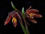 Frittilaria lancelata - Chocolate Lily